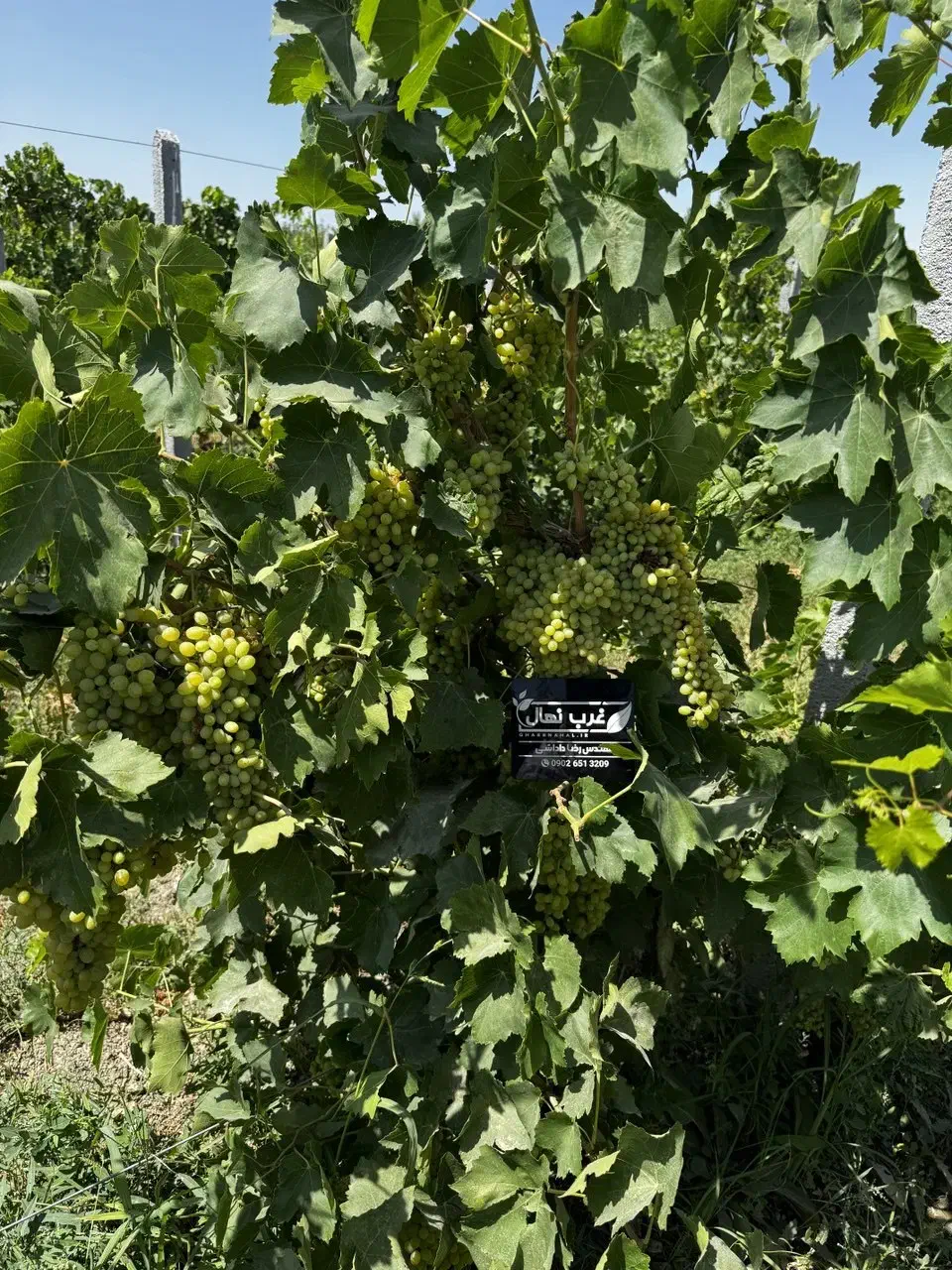 نهالستان غرب بزرگترین تولیدکننده نهال انگور ایرانی|خدمات باغبانی و درختکاری|سردشت, |دیوار