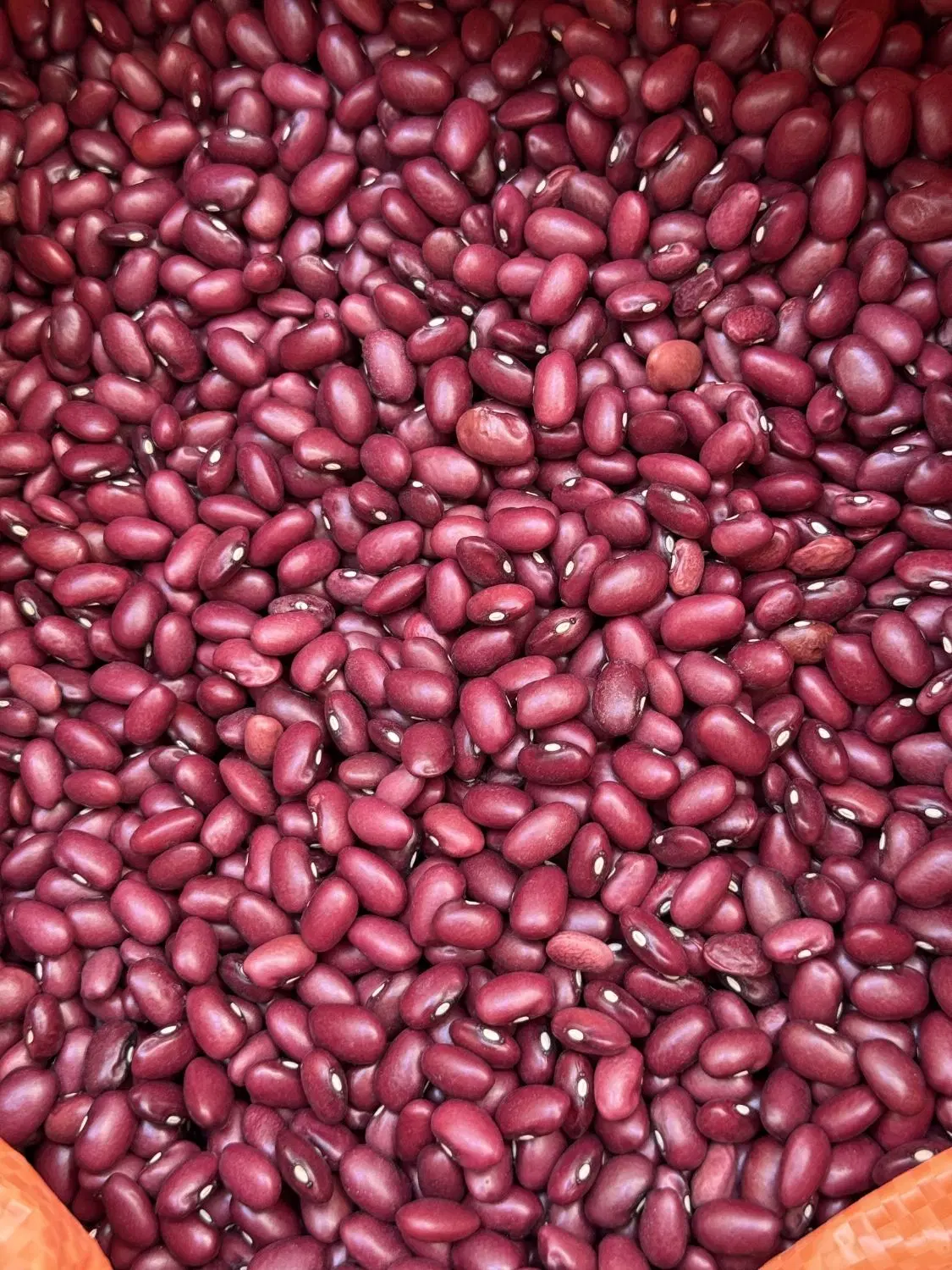 پخش حبوبات ایرانی،دستچین و درجه یک زیر قیمت مولوی|خوردنی و آشامیدنی|تهران, بهمن یار|دیوار