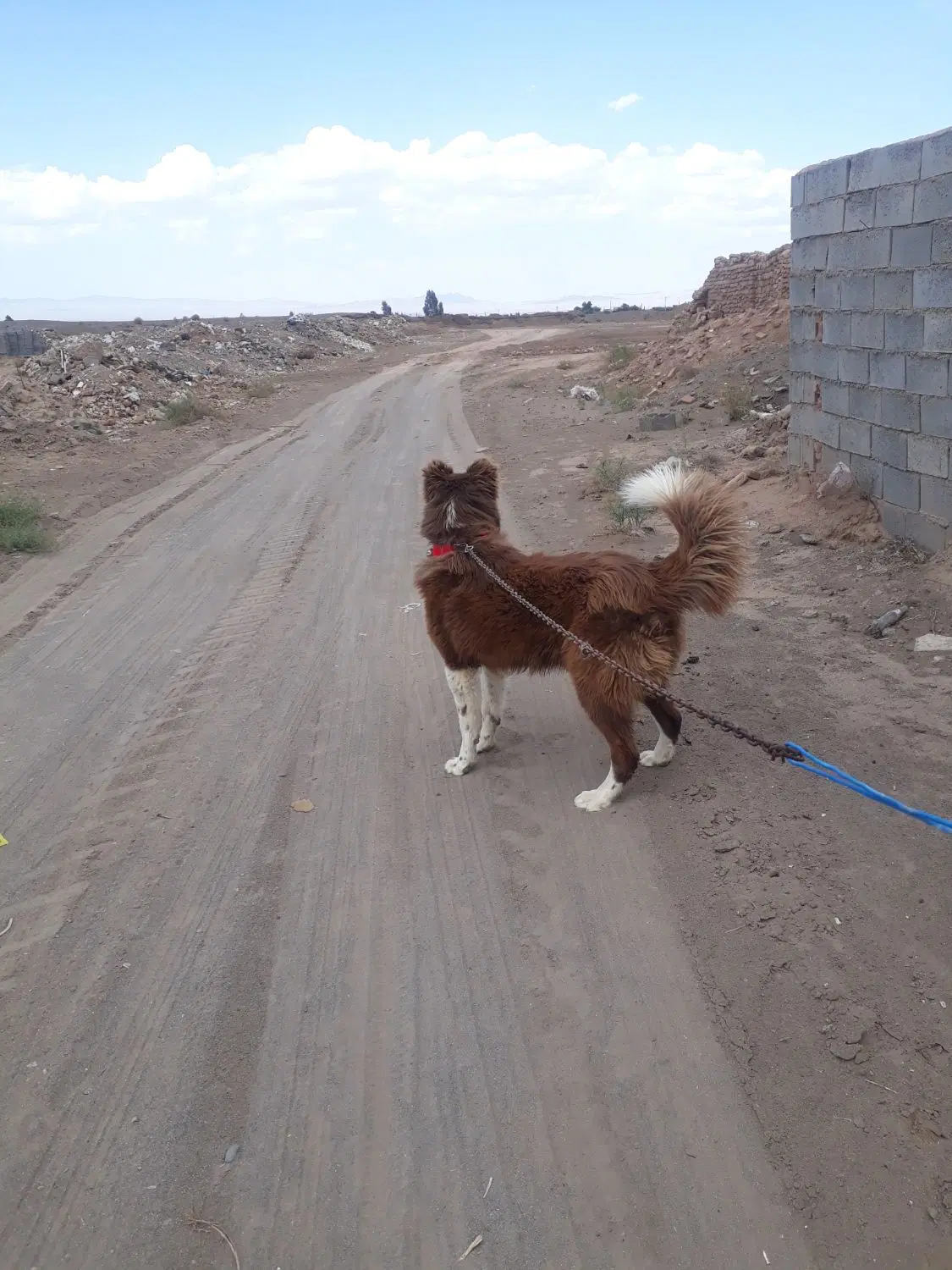 سگ گله ای|سگ|بادرود, |دیوار