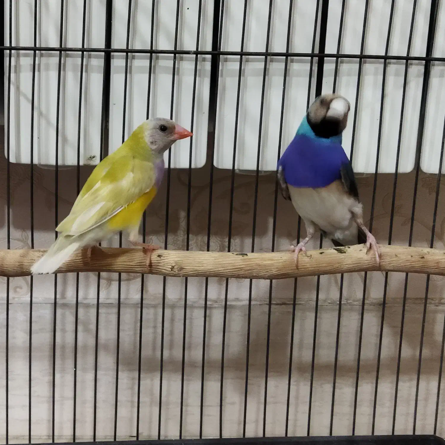 قناری رسمی و جفت گلدین آبی و زرد|پرنده|تبریز, |دیوار