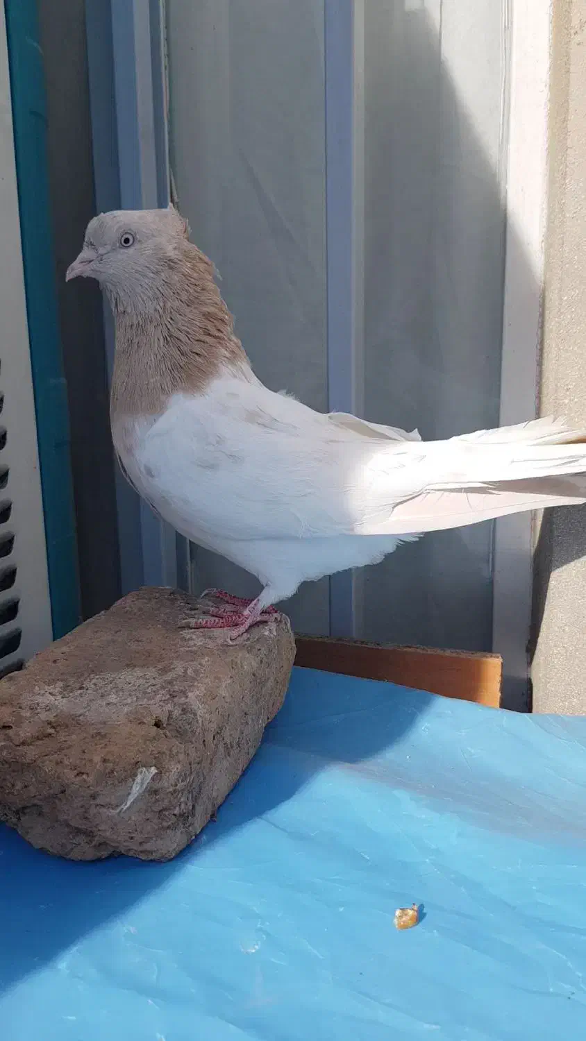 کله لیمویی ماده|پرنده|فردوس (خراسان), |دیوار