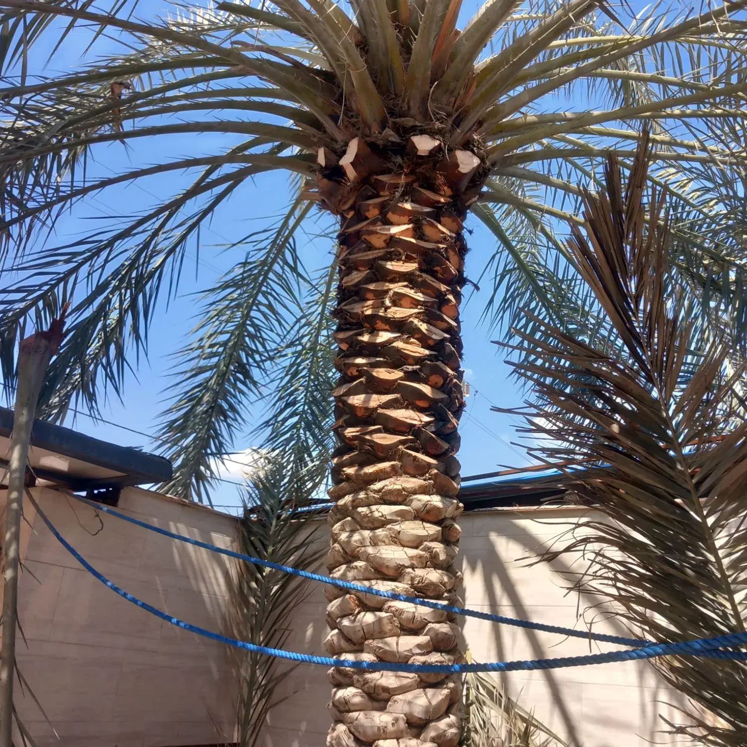 کار باغبانی وتکریب نخل وشخم زدن زمین با بیل|خدمات باغبانی و درختکاری|آبادان, |دیوار