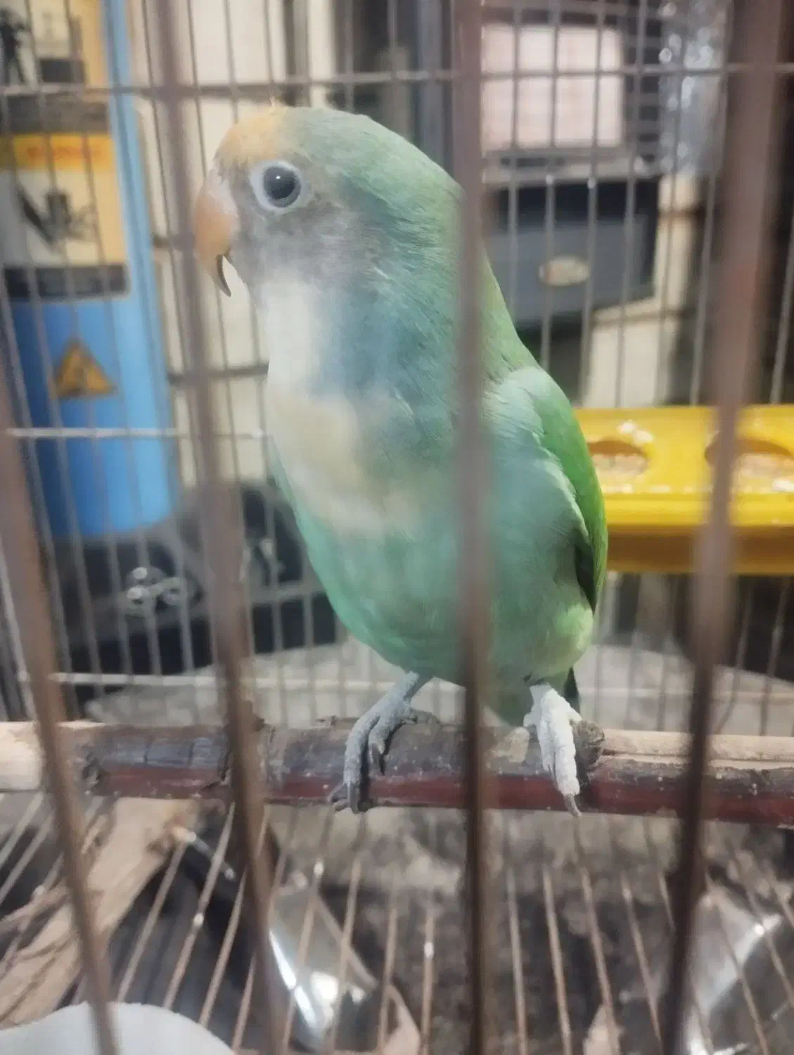 طوطی برزیلی ماده|پرنده|کرج, عظیمیه|دیوار