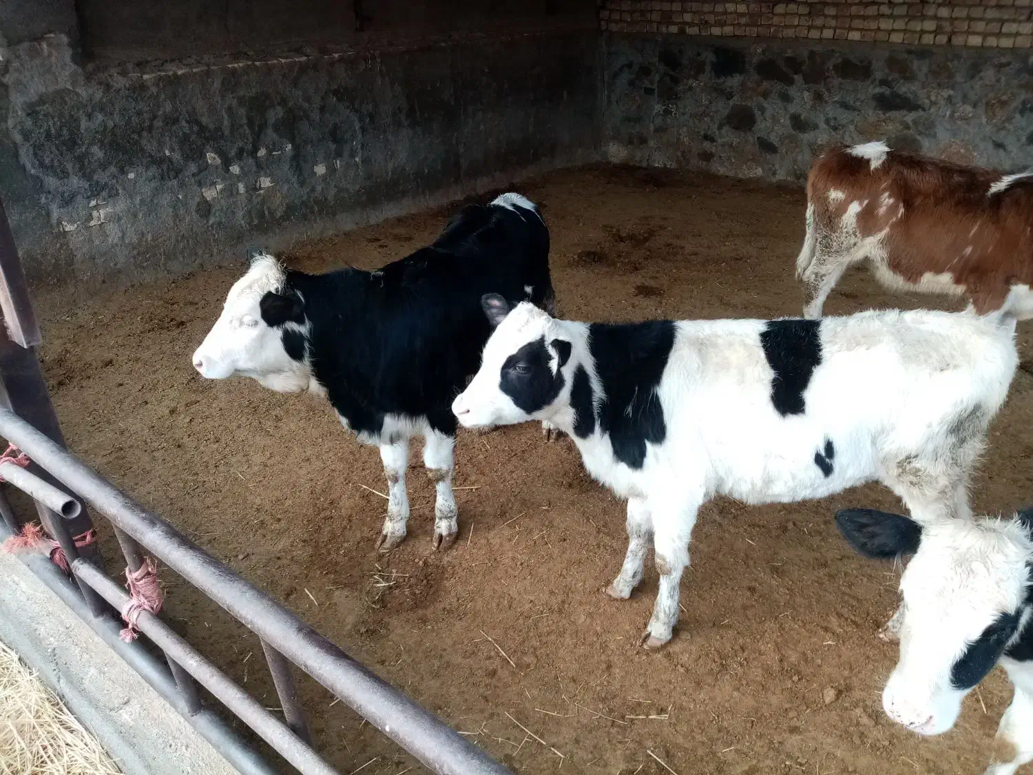 گوساله ماده سیمینتال|حیوانات مزرعه|قم, دورشهر|دیوار