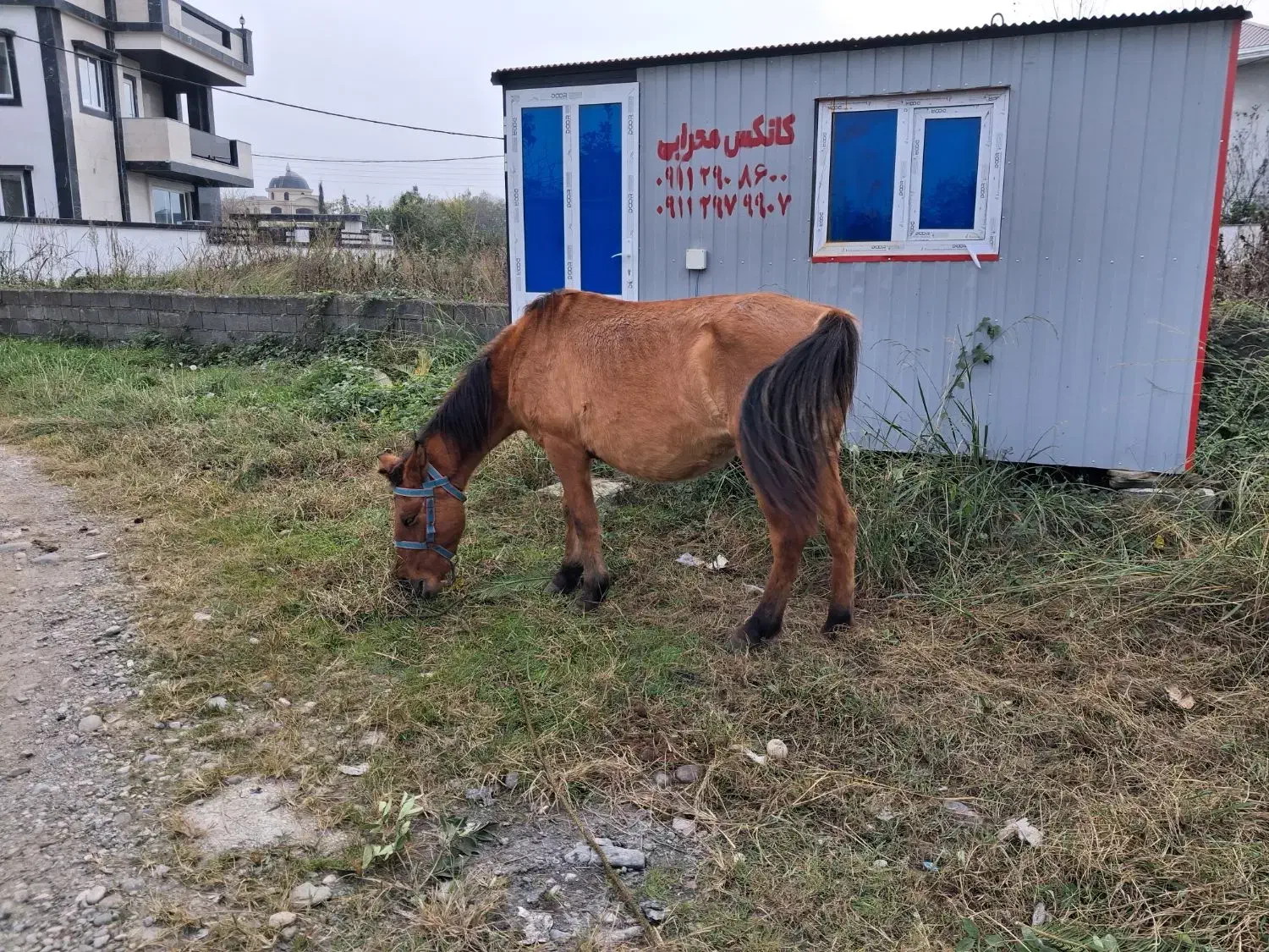 فروش مادیان ابستن|حیوانات مزرعه|شیرود, |دیوار