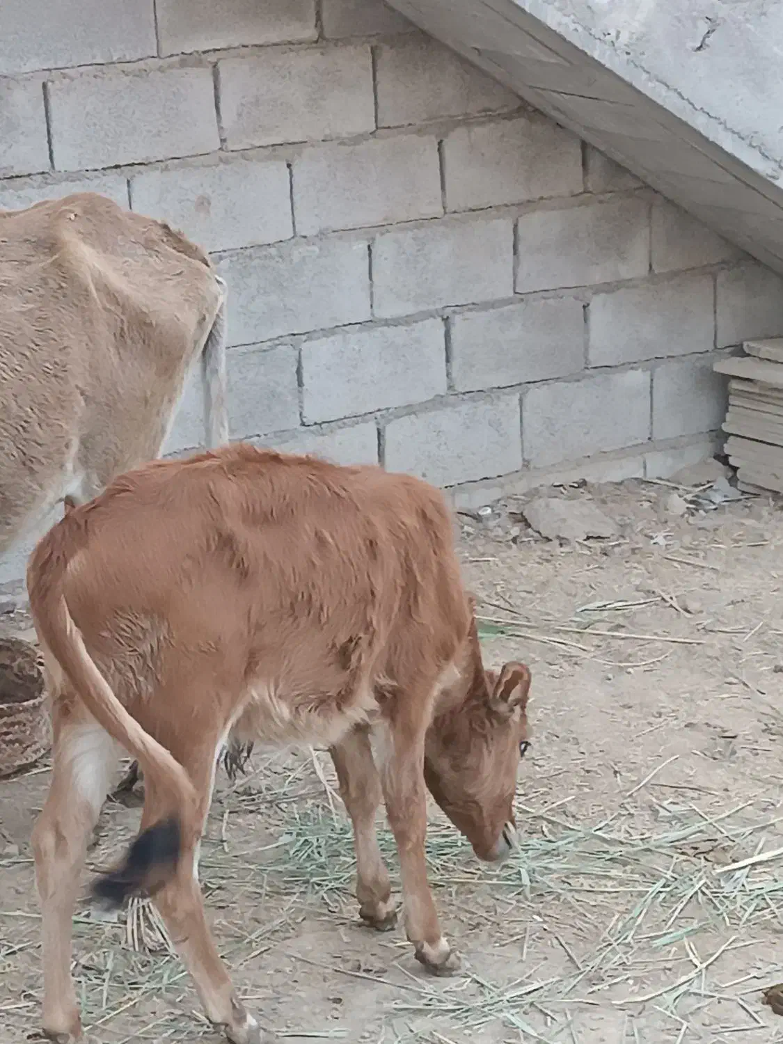 عبودی|حیوانات مزرعه|شادگان, |دیوار