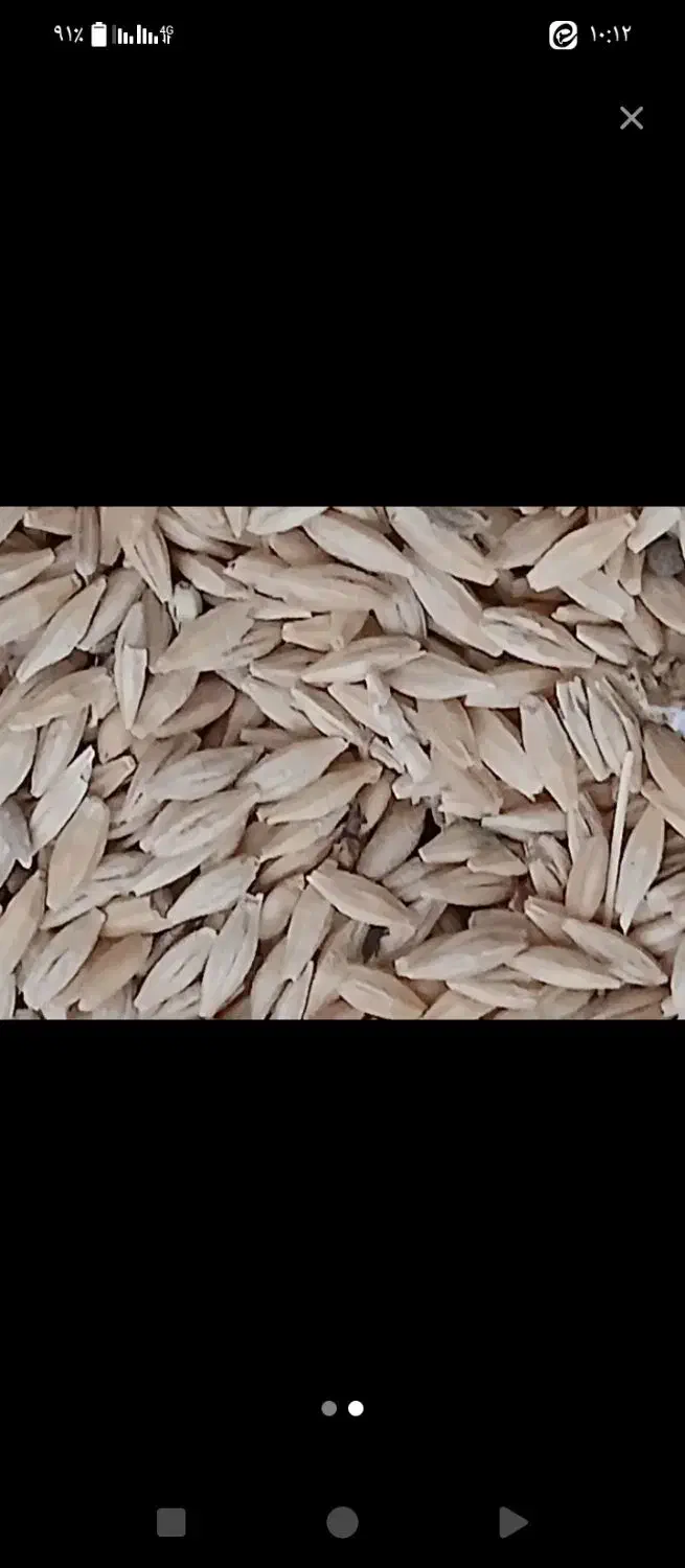 جو بهاره|عمده‌فروشی|سجاس رود, |دیوار