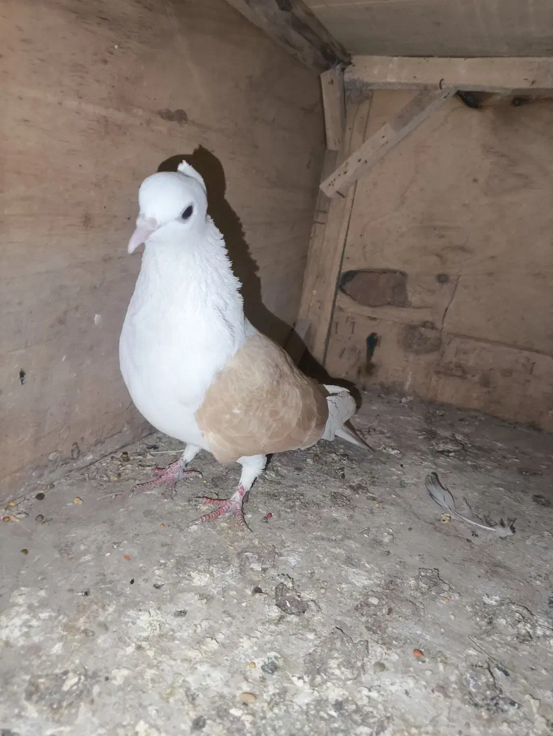 کفتر یا کبوتر|پرنده|قم, ولیعصر|دیوار