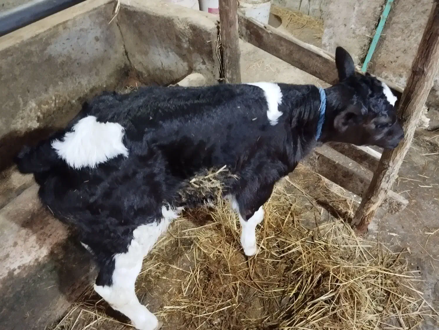 گوساله نر شیرخوار|حیوانات مزرعه|رشت, حومه رشت|دیوار