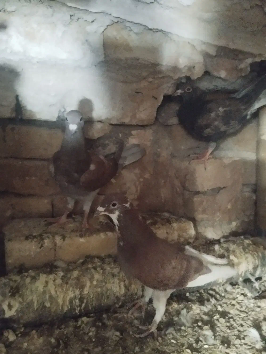 ۴ تا جوجه جوانه|پرنده|تربتحیدریه, ترمینال|دیوار