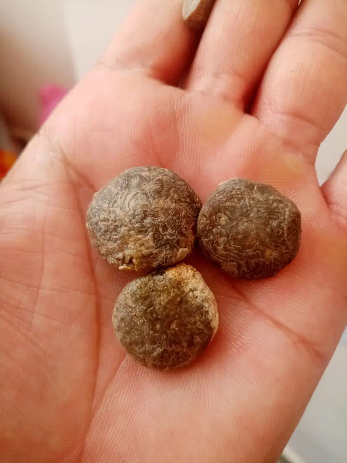 سنگ فسیل|کلکسیون اشیاء عتیقه|کاشمر, |دیوار