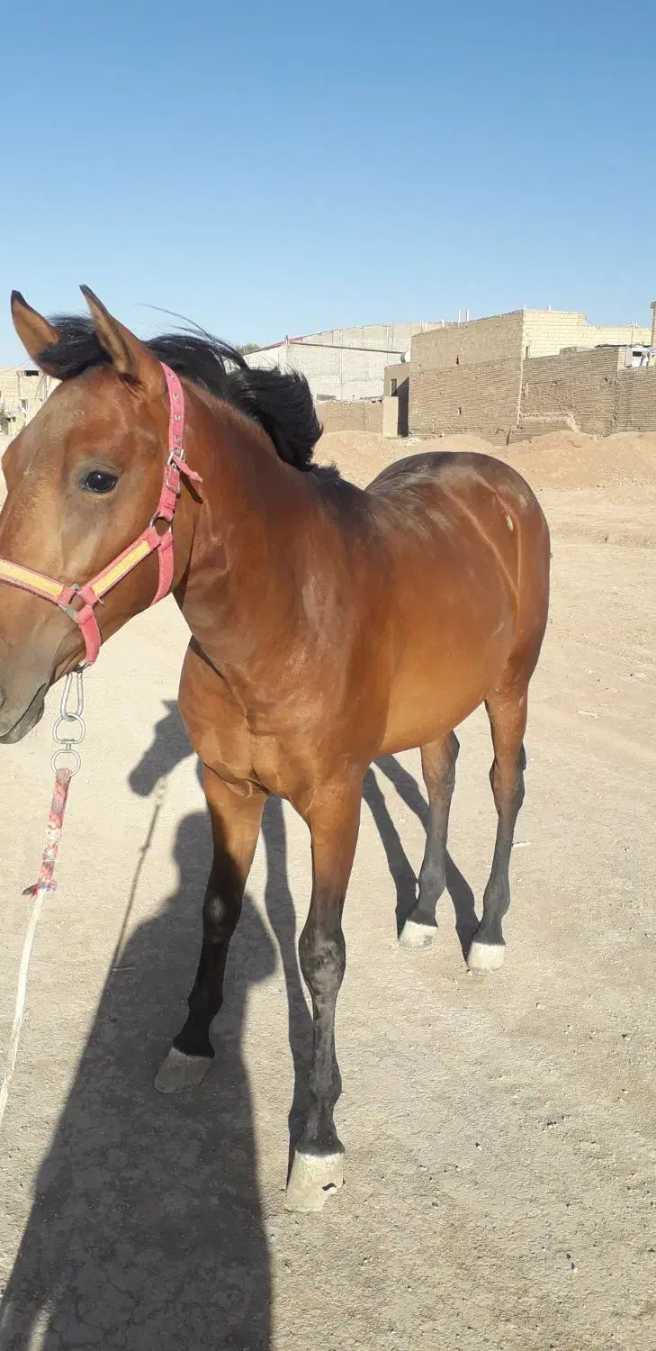 کره نریون ۵ ساله|اسب و تجهیزات اسب‌سواری|خمینی‌شهر, |دیوار