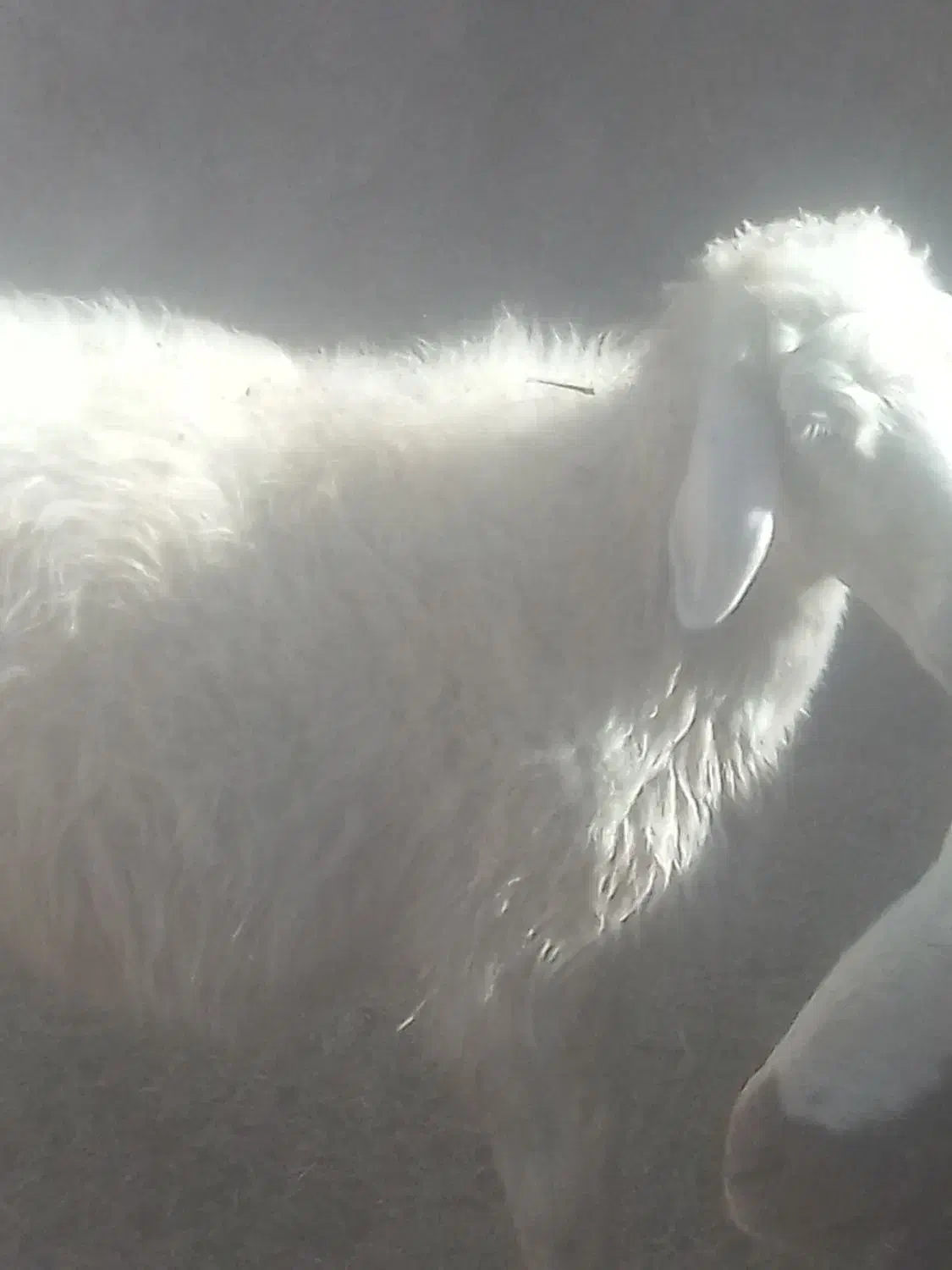 گوسفند|حیوانات مزرعه|فیروزآباد (لرستان), |دیوار