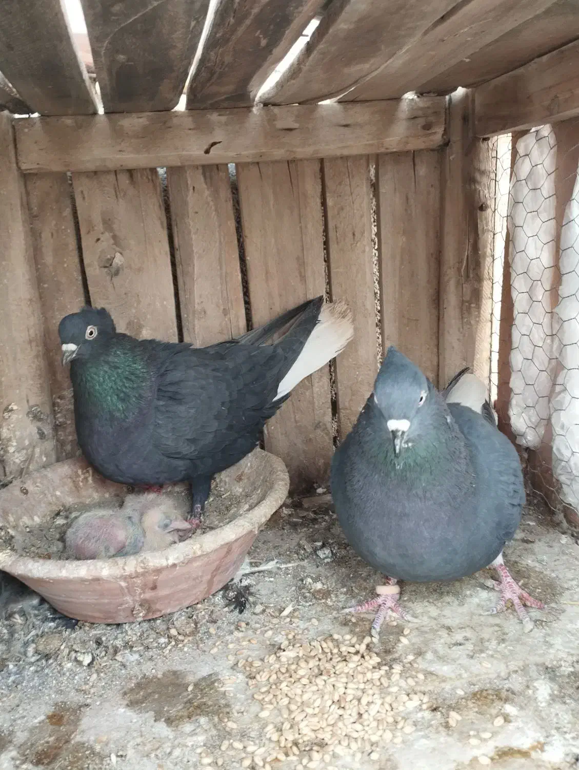 کل سفید. پشدار. پلاس .یهودی|پرنده|قم, پردیسان|دیوار