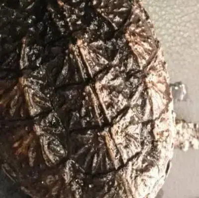 کامان اسنپینگ سایز متوسط|خزنده|تهران, جابری|دیوار