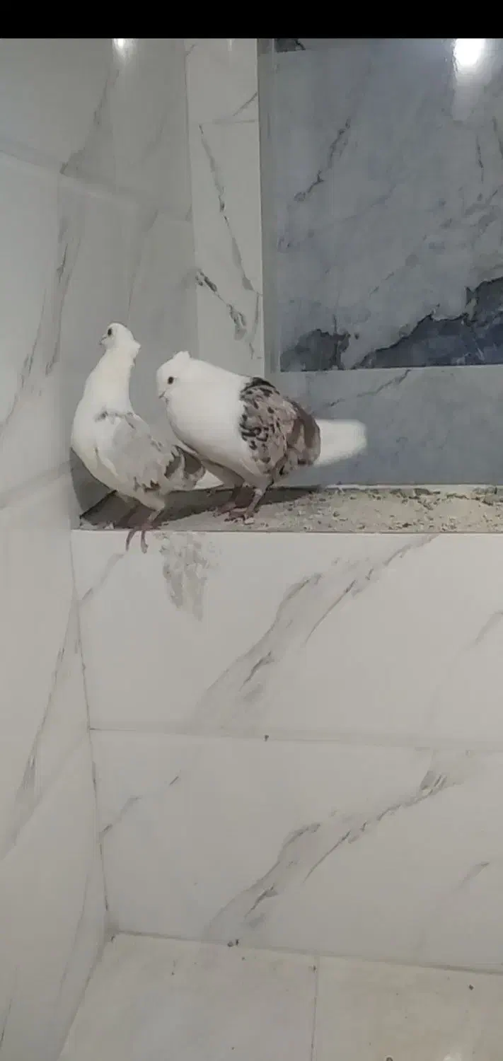 کبوتر خوشونه|پرنده|الشتر, |دیوار