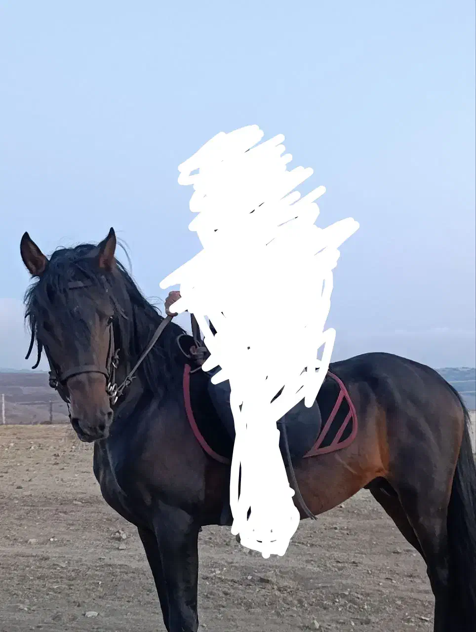 اسب نریان|اسب و تجهیزات اسب‌سواری|نمین, |دیوار