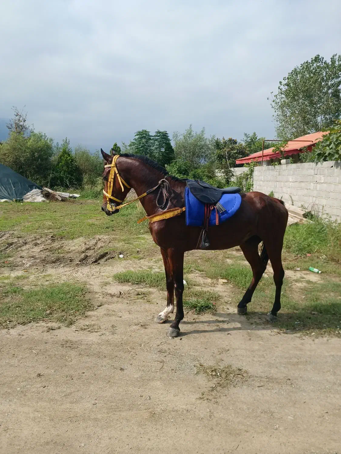 اسب ترکمن|اسب و تجهیزات اسبسواری|رشت, لاکان شهر|دیوار