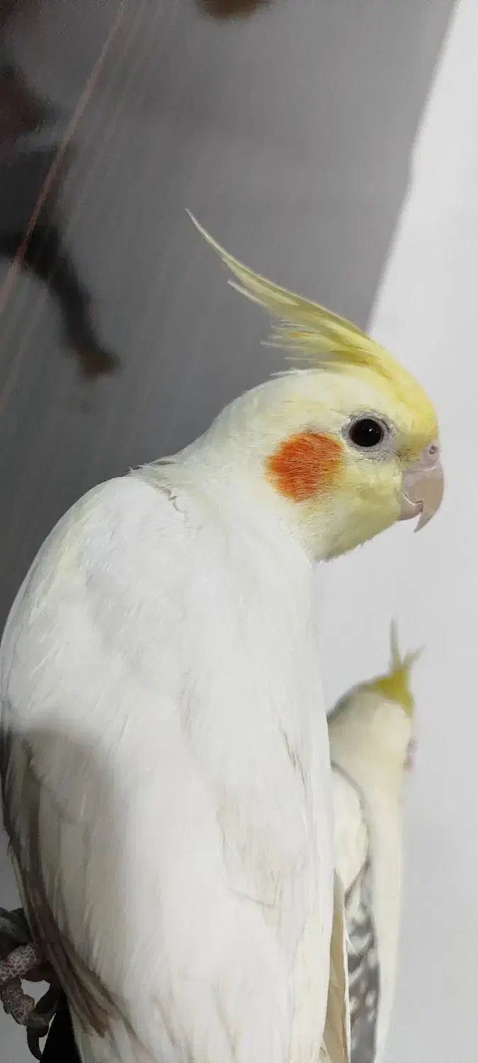 طوطی زیبا|پرنده|باوی, |دیوار