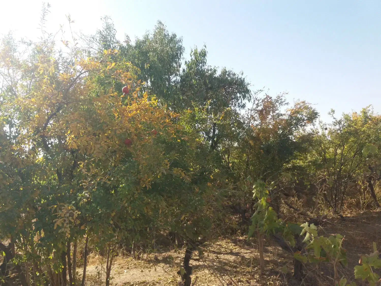 باغ انگوری ملکی ۱۰۰۰ متری روستای مغان|فروش زمین و ملک کلنگی|کاشمر, |دیوار