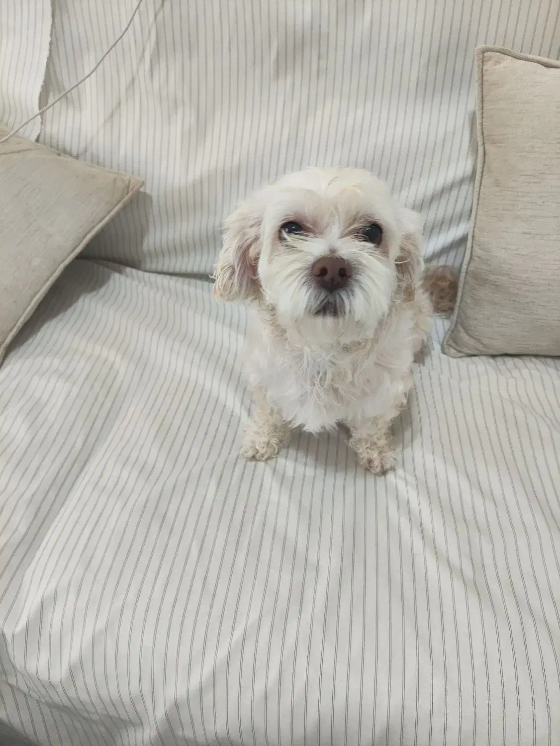 واگذاری رایگان|سگ|ساری, |دیوار