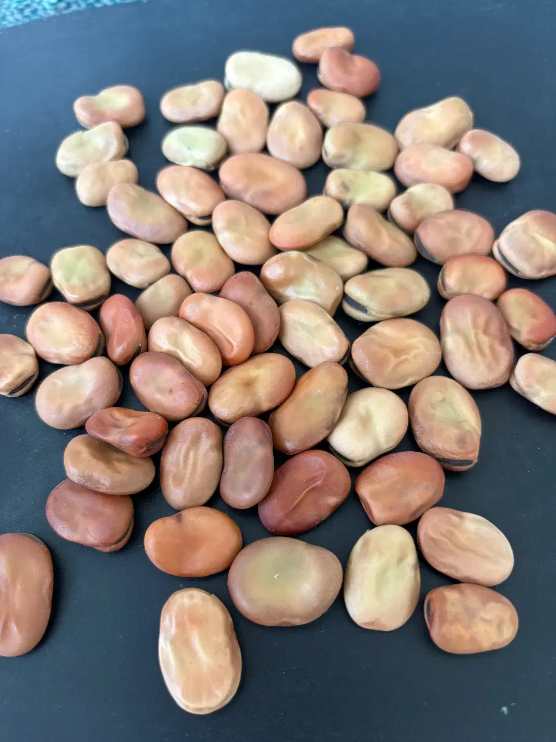 بذر باقلا رقم برکت|عمده‌فروشی|کردکوی, |دیوار