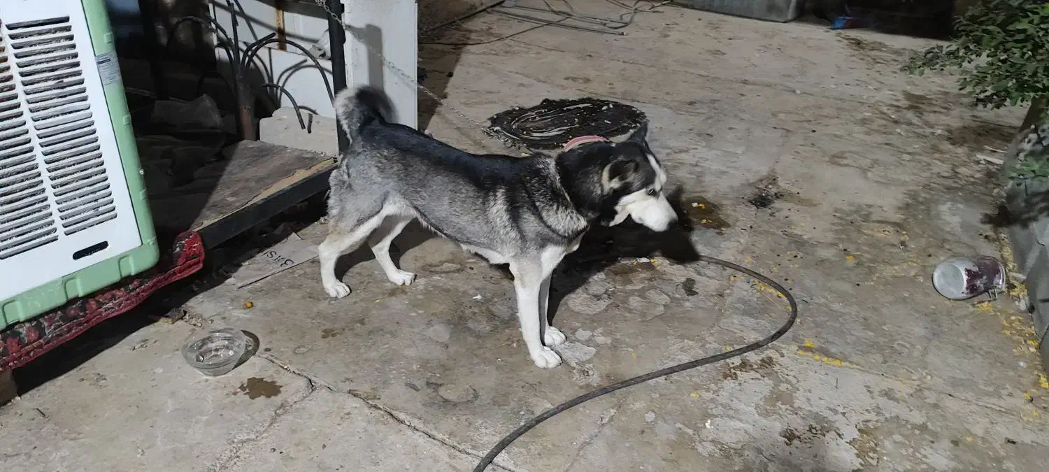 هاسکی|سگ|بهبهان, |دیوار