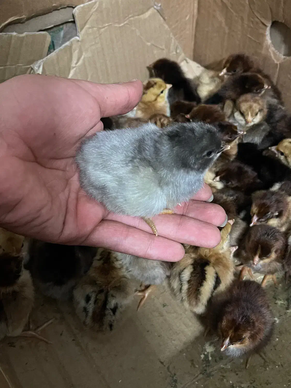 جوجه محلی|حیوانات مزرعه|بابل, |دیوار