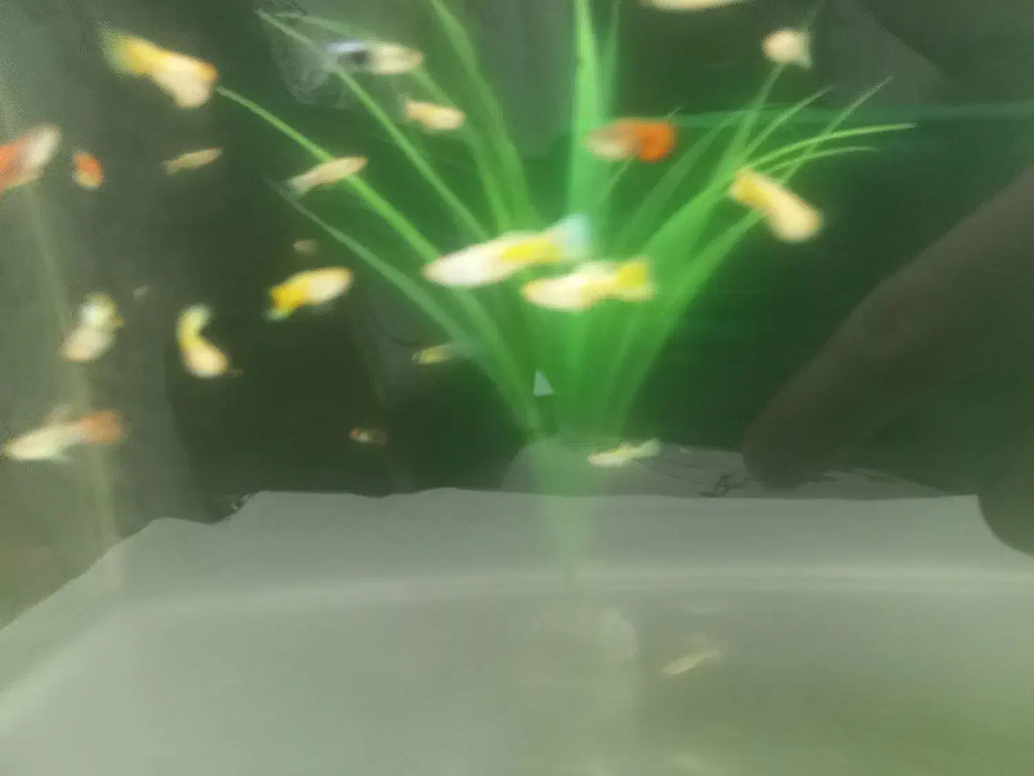 ماهی گوپی گلدن یلو|ماهی|اصفهان, ملکشهر|دیوار