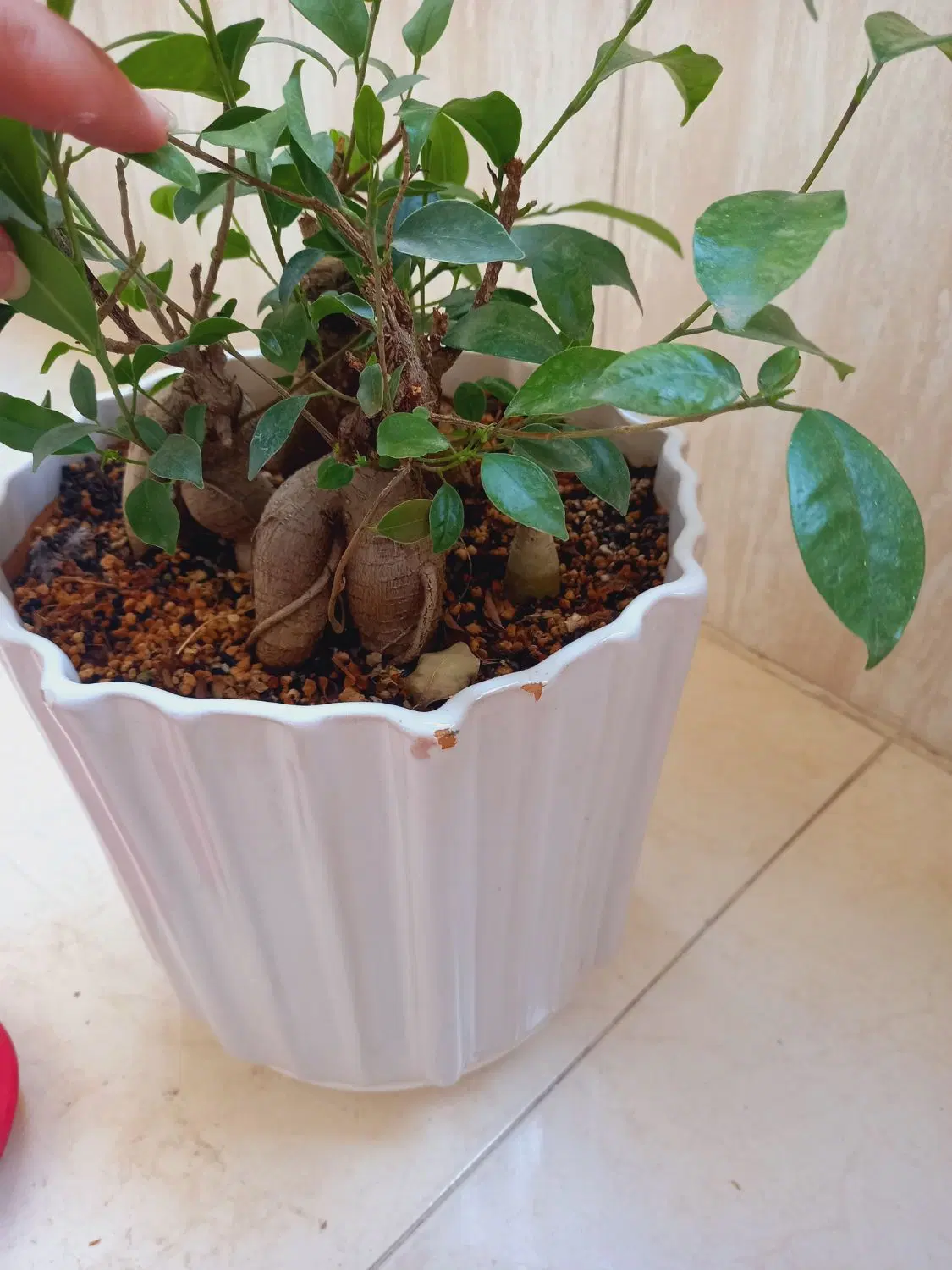 بنسای|گل و گیاه طبیعی|تهران, شکوفه (عبدل آباد)|دیوار