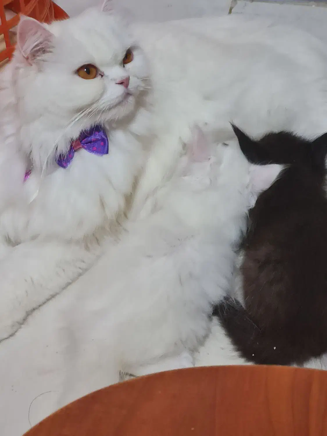 واگذاری پرشین ماده|گربه|ملارد, |دیوار