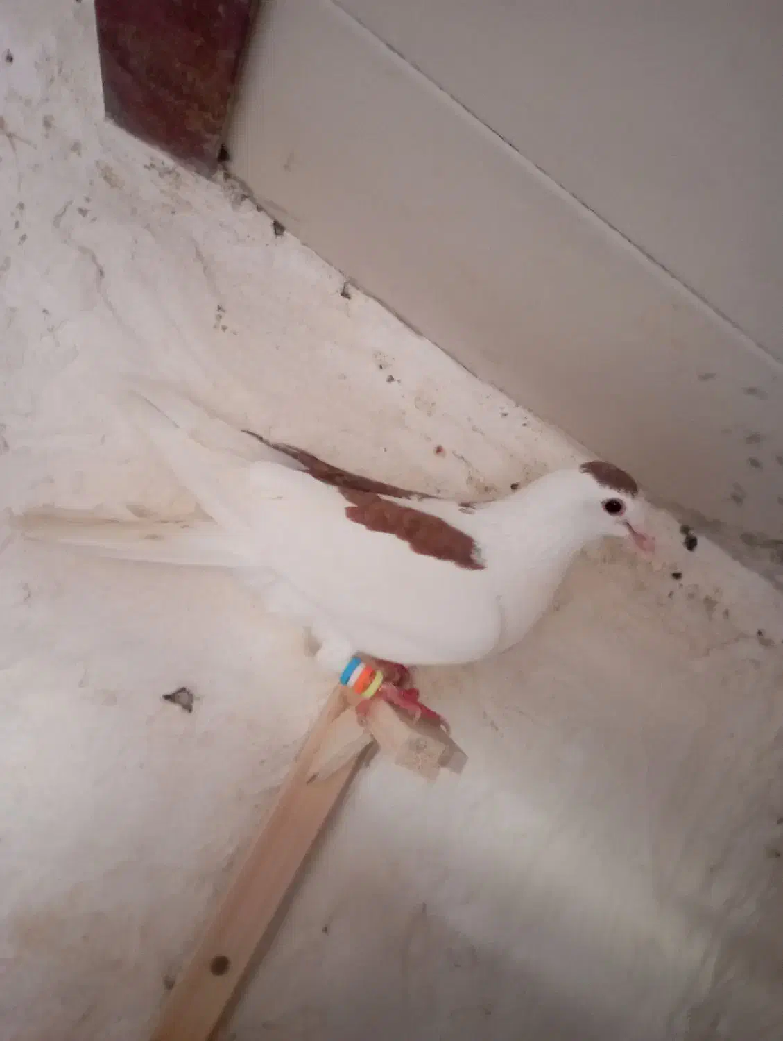 کفتر صید|پرنده|شیروان (خراسان), |دیوار