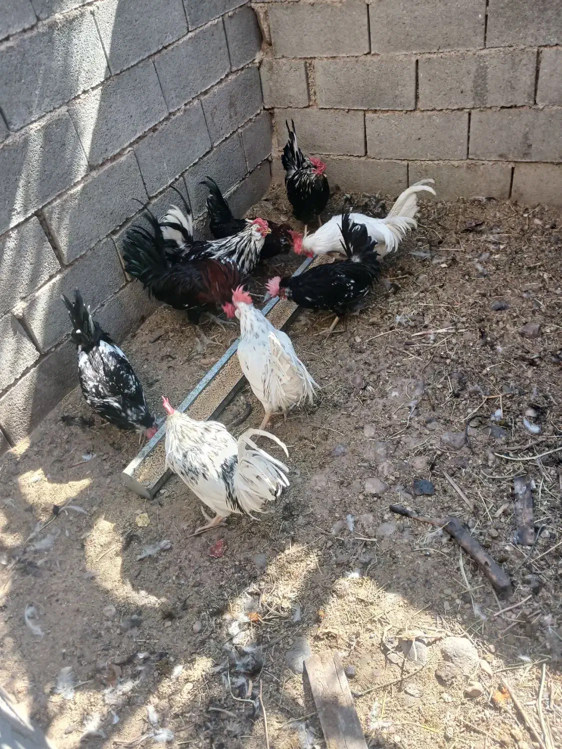 جوجه خروس گلین محلی|حیوانات مزرعه|فسا, |دیوار