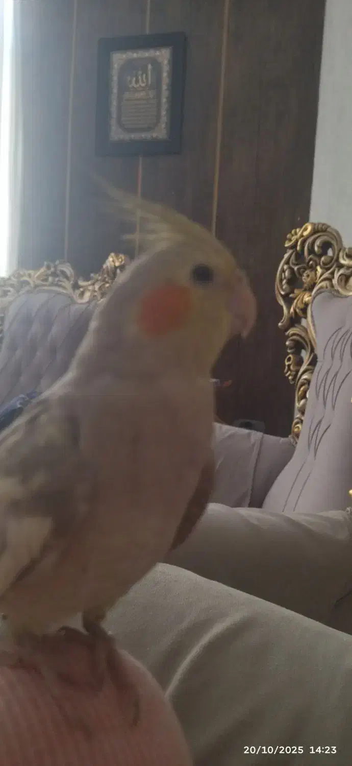 عروس هلندی نر هشت ماهه|پرنده|اصفهان, شهرک کوثر|دیوار