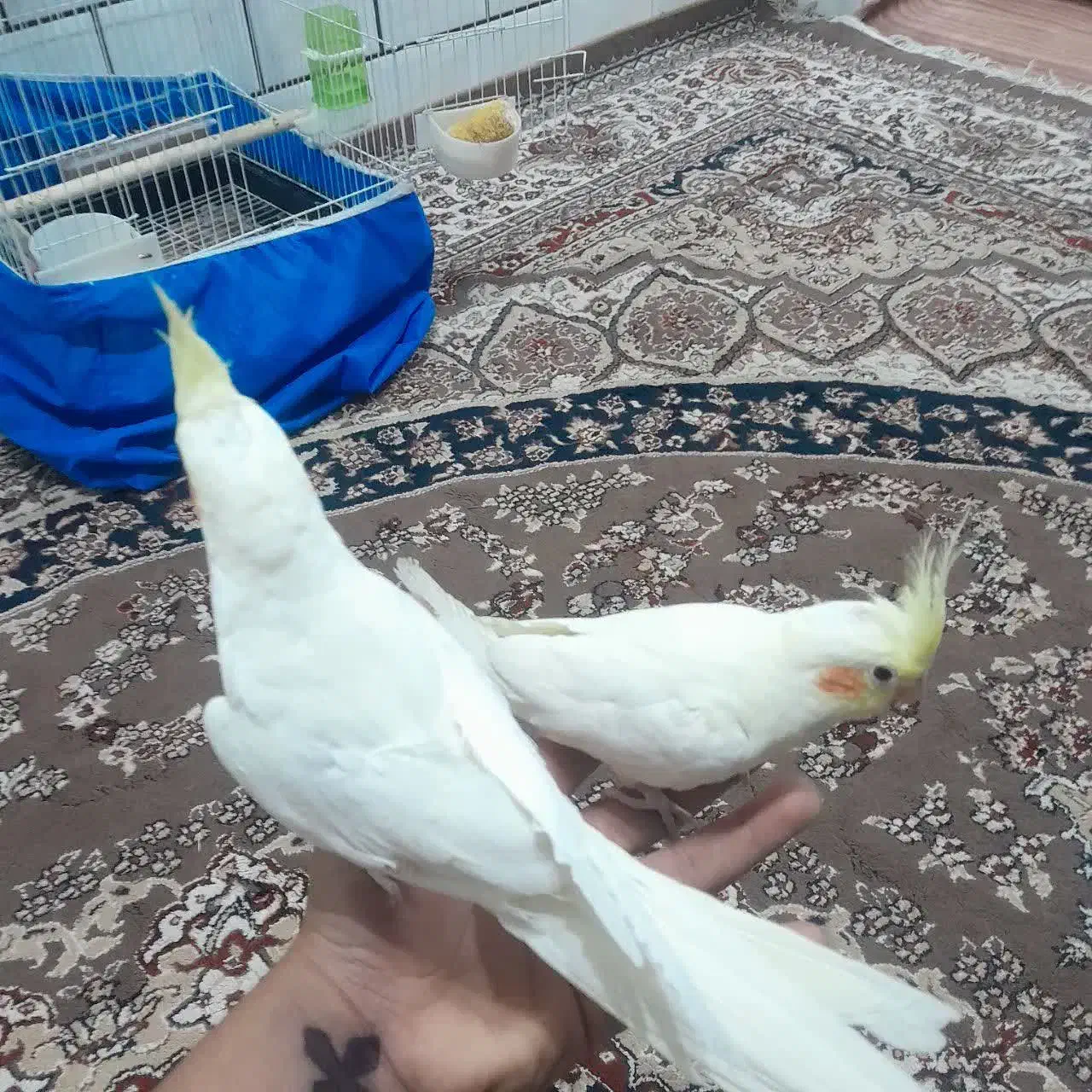 طوطی عروس هلندی|پرنده|دزفول, |دیوار