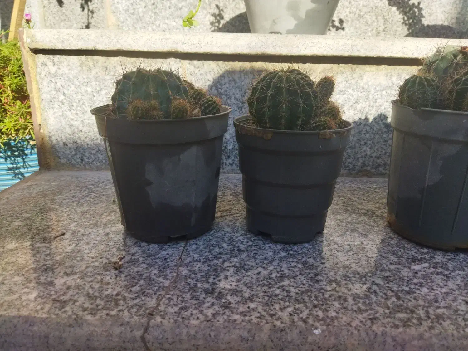 فروش گل|حراج|کازرون, |دیوار