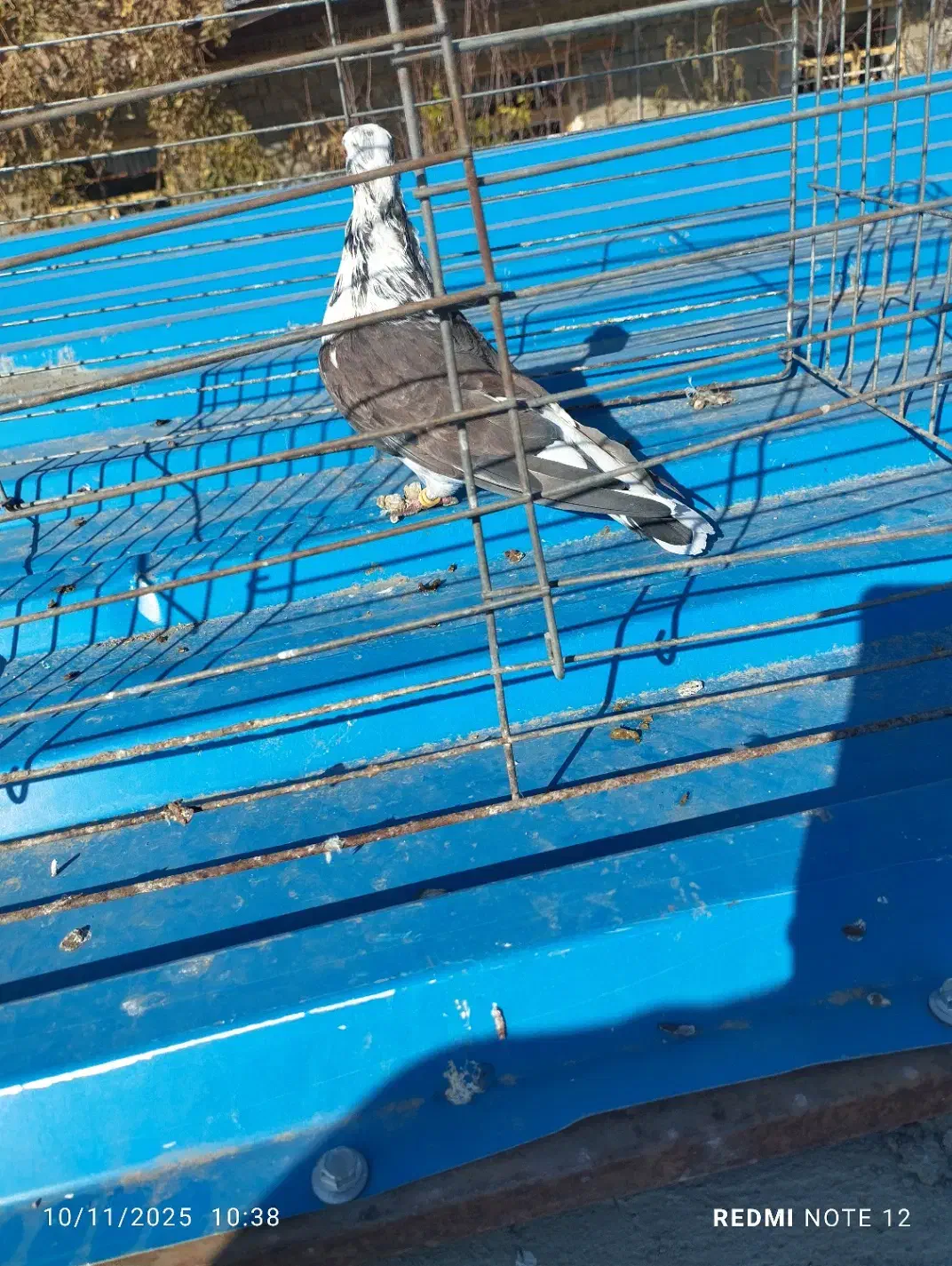 کبوتر فروشی|پرنده|نقده, |دیوار