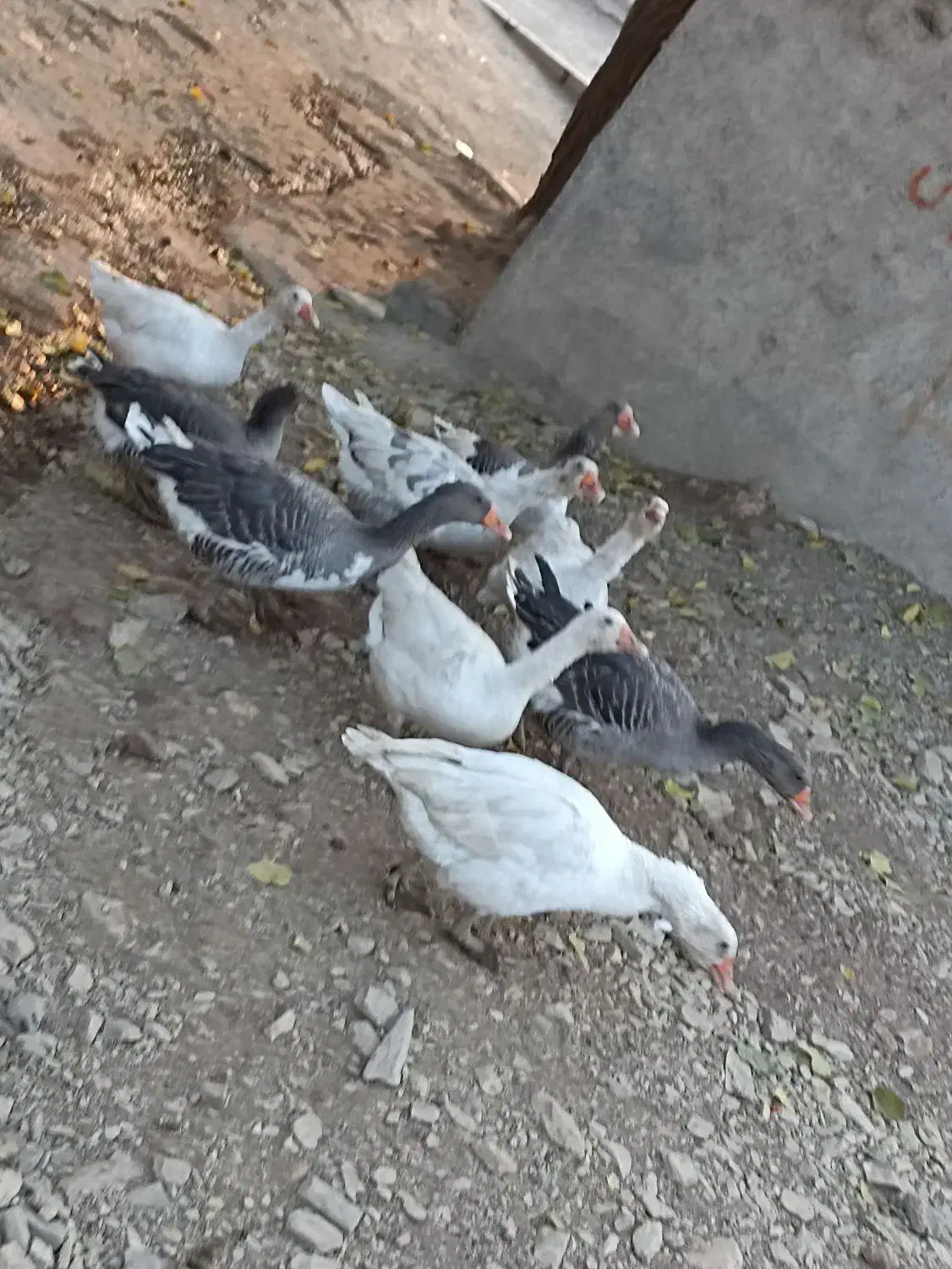 قاز محلی گوشتی|حیوانات مزرعه|خاو و میرآباد, |دیوار