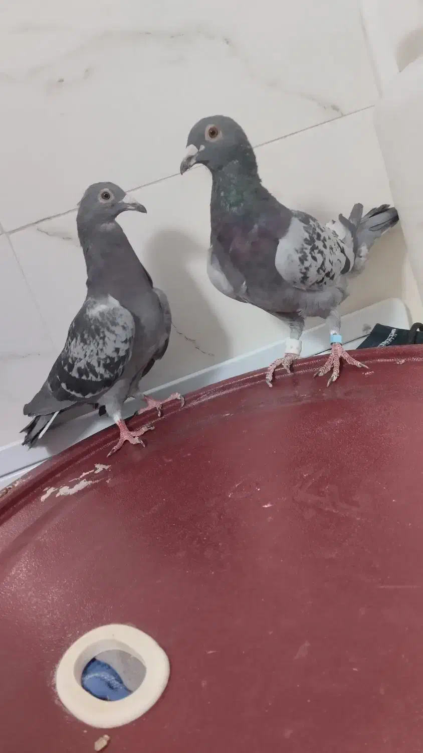 پرنده کفتر زرحی|پرنده|جلگه ماژان, |دیوار