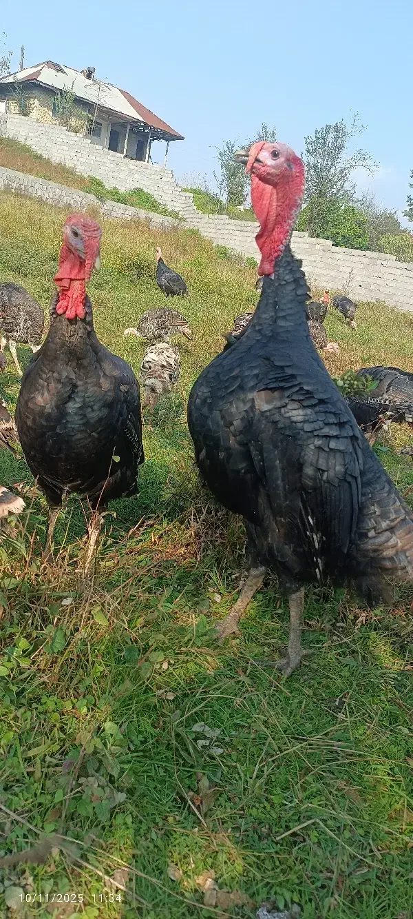 بقلمون|حیوانات مزرعه|سیاهکل, |دیوار