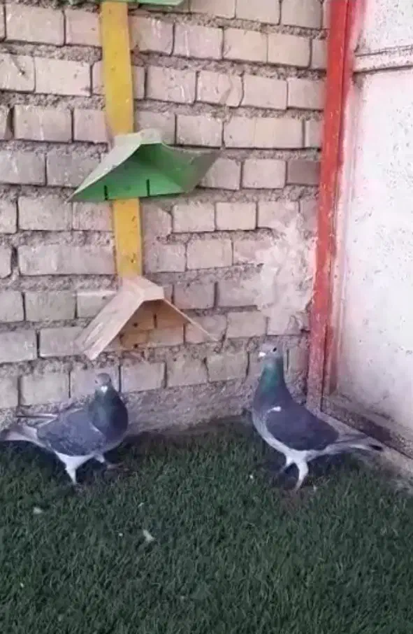 کبوتر آردن و سار و بزک ،سوسکی|پرنده|آق قلا, |دیوار