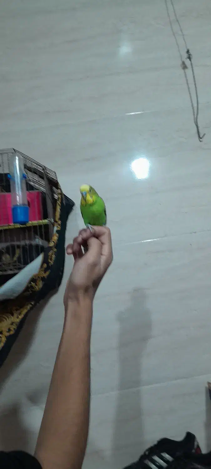 مرغ عشق رام|پرنده|سنندج, |دیوار