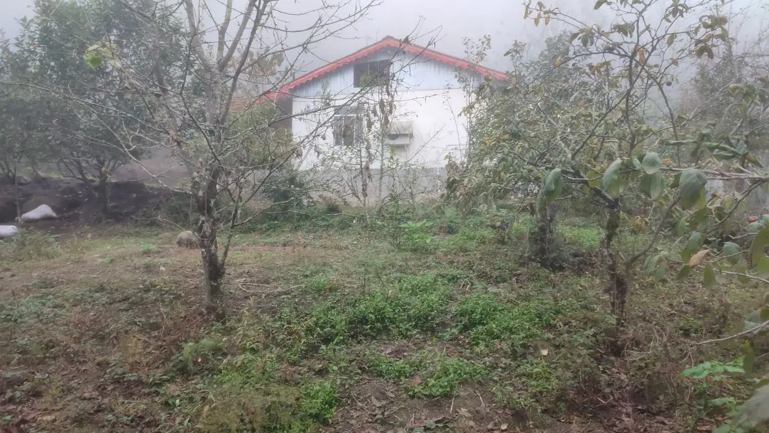 زمین فروشی در تالش، خطبهسرا (شوکیز مشایخ)|فروش زمین و ملک کلنگی|لیسار, |دیوار