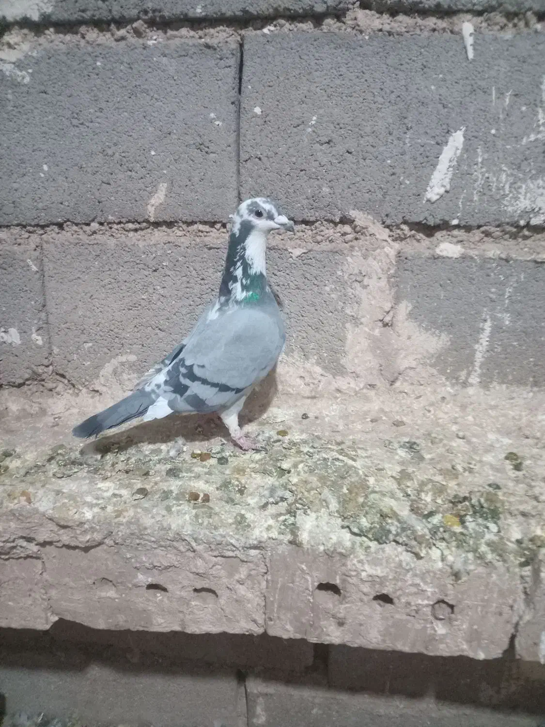 جفت جلک نرفوری|پرنده|میان ولایت, |دیوار