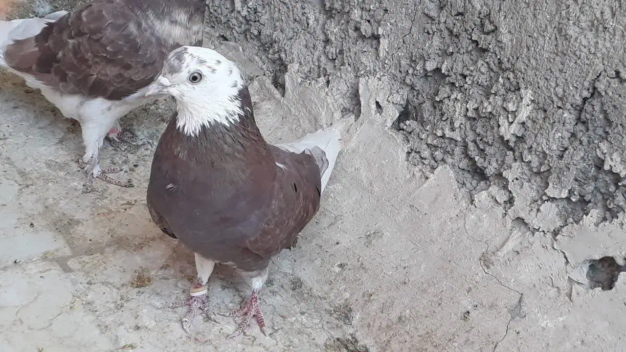 کبوتر|پرنده|اصفهان, کنگاز|دیوار