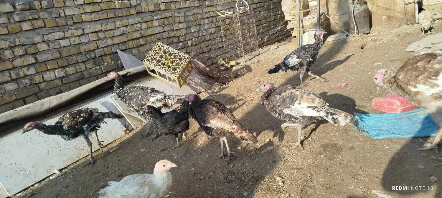 جوجه بوقلمون|حیوانات مزرعه|خواف, |دیوار