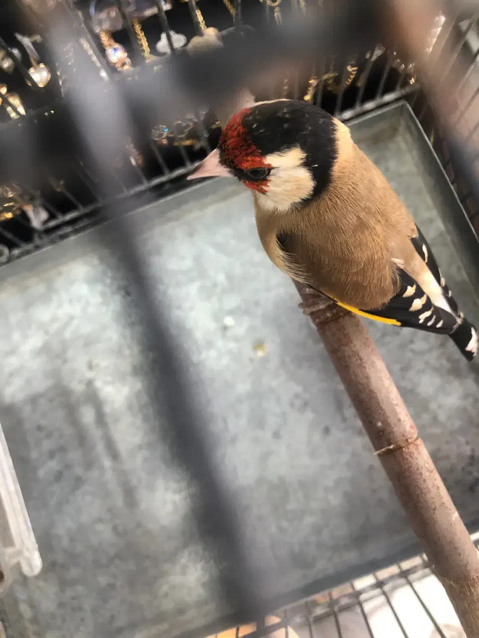 سهره درجه یک به شرط (کوار)|پرنده|شیراز, فرودگاه شهید دستغیب شیراز|دیوار