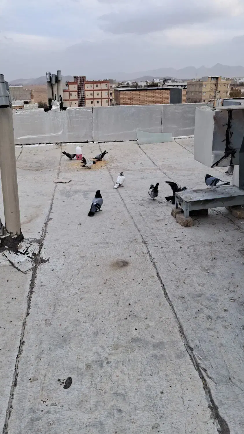 کبوتر خاص پر پرشی بازکن ملقی بابهدجوجه گیری|پرنده|بروجن, |دیوار