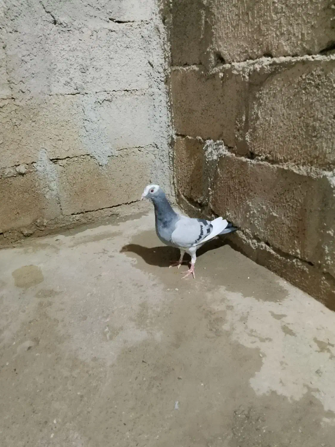 پلنگ|پرنده|سراوان, |دیوار
