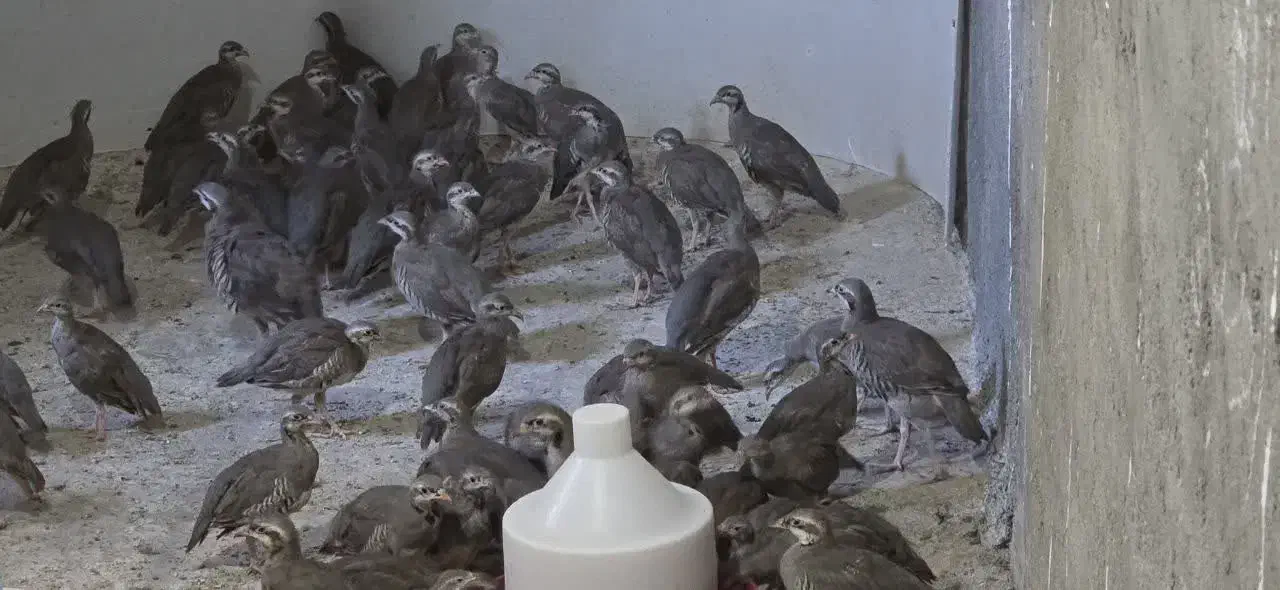 پرورشی 5 ماهه. نر و ماده|حیوانات مزرعه|کویرات, |دیوار